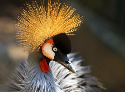 avifauna-kraanvogel