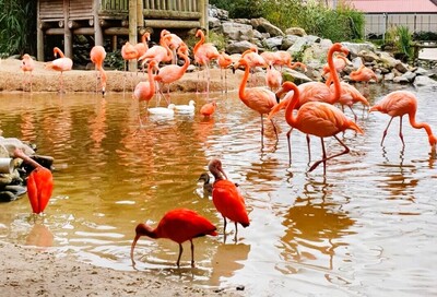 pantropica-flamingos 3
