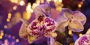 pantropica-orchidee-02