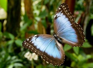 pantropica-vlinder-morpho