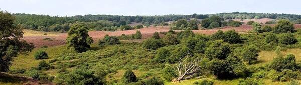 veluwe-01