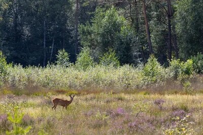 veluwe-03