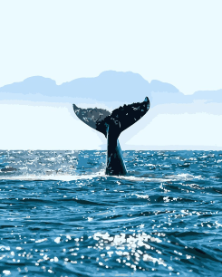 zeedieren-web zeedieren-web